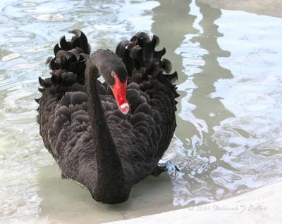 Black Swan