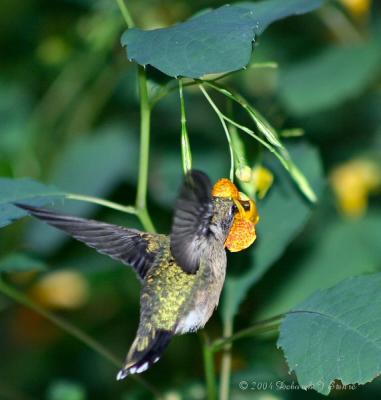 Late Season Migrating Ruby-throated Hummingbird