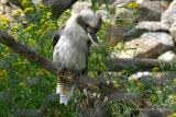 Laughing  Kookaburra