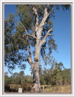 u44/laine82/medium/33743006.TheTreeinBigPaddock.jpg