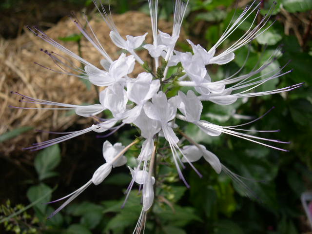 Cat's Whiskers