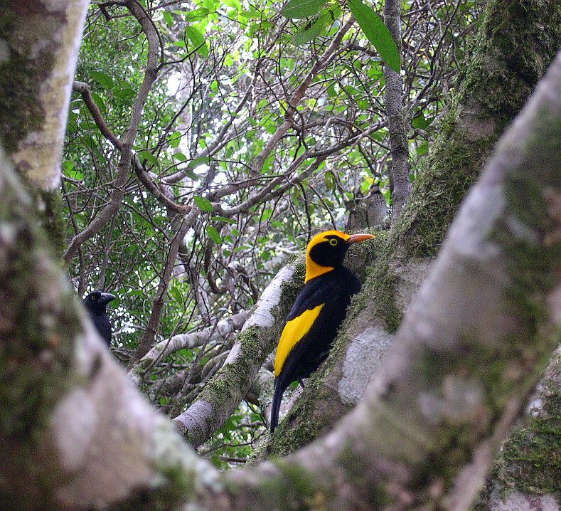 Regent Bowerbird ~ Lamington National Park