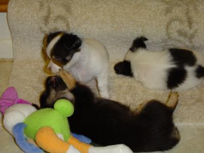 Myon & Squeaks First Litter