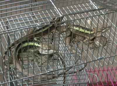 Pet lizards for sale, Kunming market
