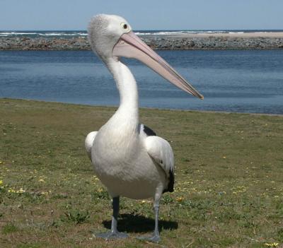 Almost-friendly pelican