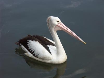 Pelican, Rozelle Bay