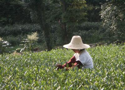 Quiet worker, tea plantation