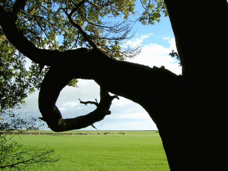 Strange black Tree