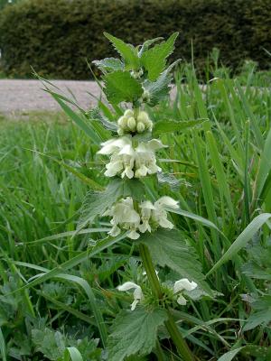 Dead Nettle