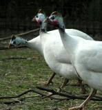 Guinea Fowl 2
