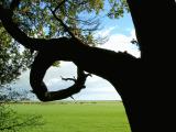 Strange black Tree