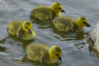 Canada Goose Hatchlings