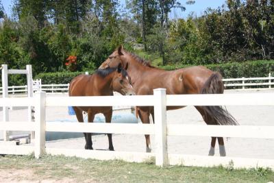 bermuda__horseback_riding