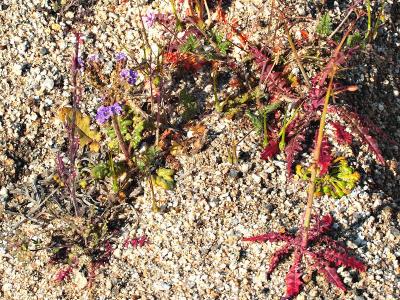 Color in the Sand