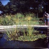 Floating Lillies
