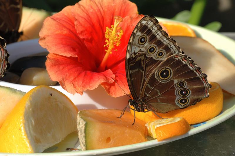 papillon_sur_fruit.jpg