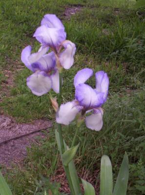 I just happened to notice this beautiful Iris plant with 3 full blooms on it by chance.  It was at the back corner of our house and I'd never even noticed an Iris plant there before.