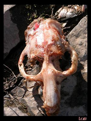 u44/lbonja/medium/39783255.skull1.jpg