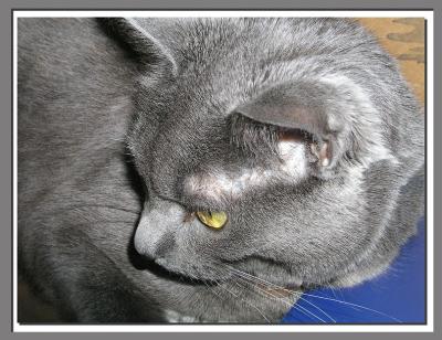 Sheba
