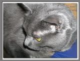 Sheba