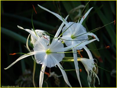 spider lily - lys araignée (du jardin)