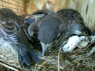 14-day old Nestlings