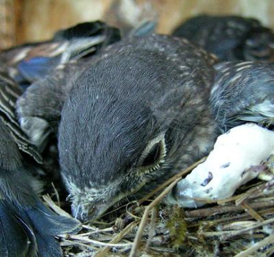 14-day old Nestlings