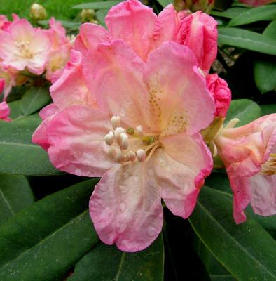 Rhododendron, Dwarf