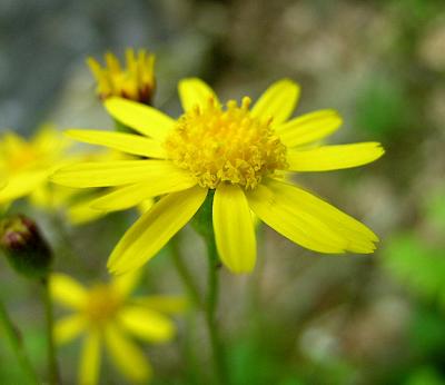 Golden Ragwort