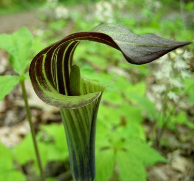 Jack-in-the-Pulpit