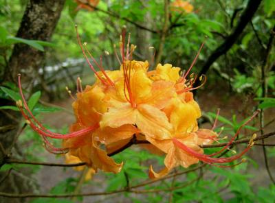  Azalea, Flame