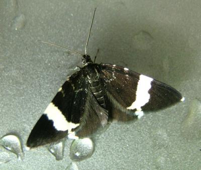 White-striped Black Moth (7430)