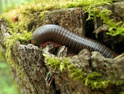 American Giant Millipede