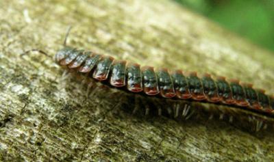 Unidentified Millipede