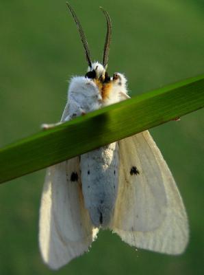 Virginian Tiger Moth (8137)