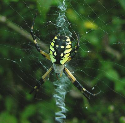 Female, dorsal, and web
