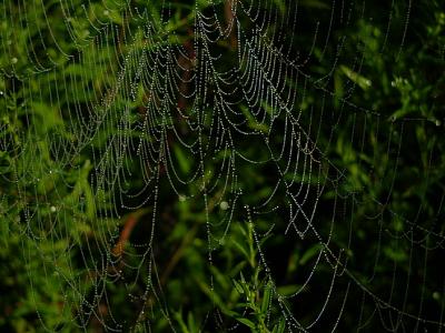Unknown Spider Web with Dew