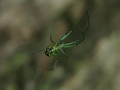 Venusta Orchard Spider