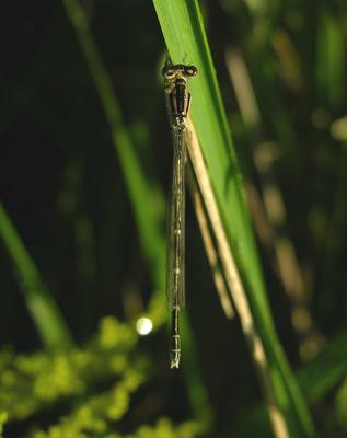 Unidentified Damselfly