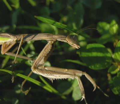 Narrow-winged Mantid