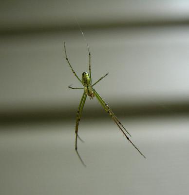Venusta Orchard Spider
