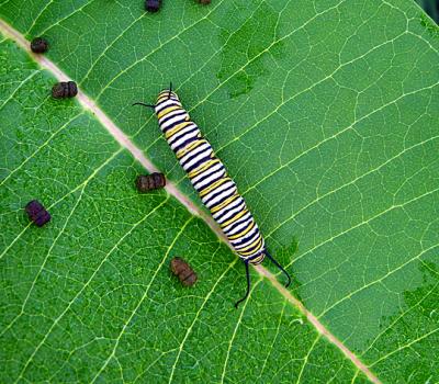 Monarch Caterpillar