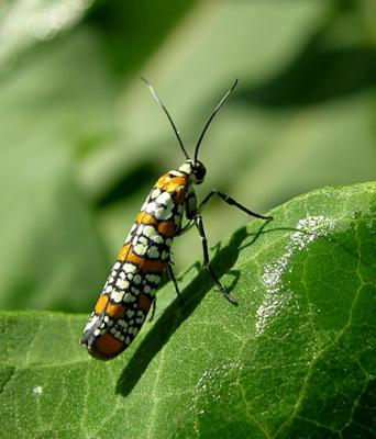 Ailanthus Webworm Moth (2401)