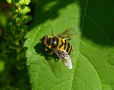 Family Syrphidae