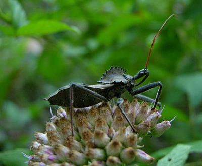 Wheel Bug