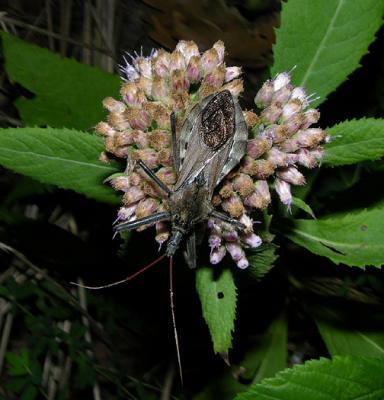 Wheel Bug