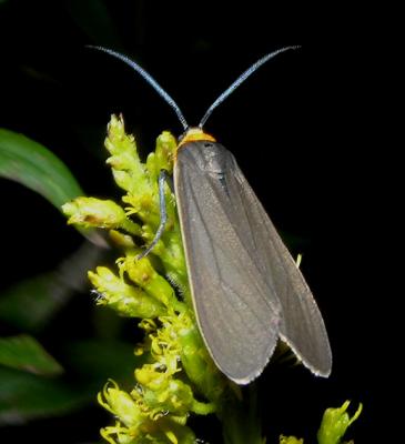 Yellow-collared Scape Moth (8267)