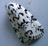 The Hebrew Moth (9285)