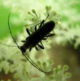 Unknown Borer
