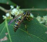 Paper Wasp